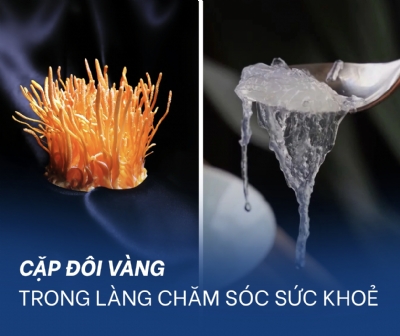 YẾN SÀO & ĐÔNG TRÙNG HẠ THẢO: CẶP ĐÔI VÀNG TRONG LÀNG CHĂM SÓC SỨC KHOẺ